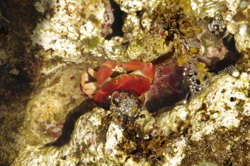 Carpilius corallinus