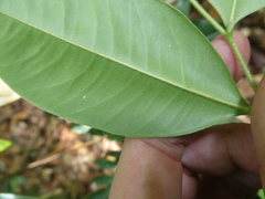 Aquilaria malaccensis