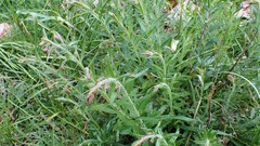 Gonocarpus elatus