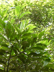 Horsfieldia polyspherula