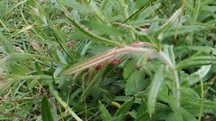 Gonocarpus elatus