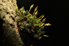 Ulota bruchii