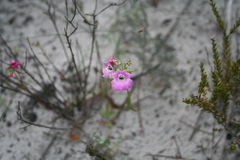 Nemesia strumosa