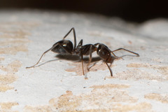 Iridomyrmex suchieri