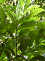 Horsfieldia polyspherula