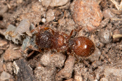Meranoplus froggatti