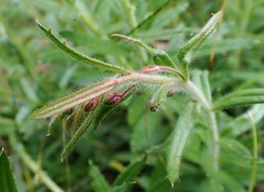 Gonocarpus elatus