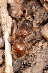 Meranoplus froggatti