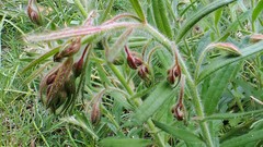 Gonocarpus elatus