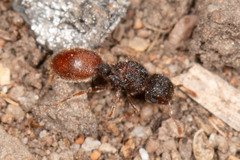 Meranoplus froggatti