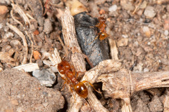 Pheidole rugosula