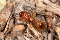 Pheidole rugosula