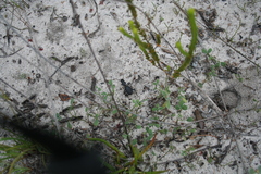Anthiinae