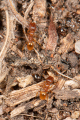 Pheidole rugosula
