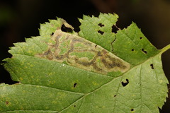 Stigmella glutinosae