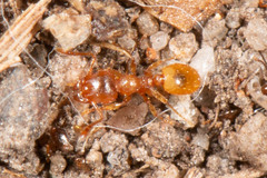 Pheidole rugosula