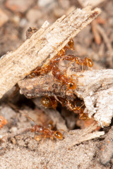 Pheidole rugosula