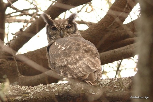 Grayish Eagle-Owl