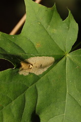 Phyllonorycter joannisi