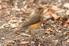 Turdus pelios