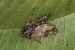 Drobeta tiresias