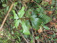 Sterculia rubiginosa