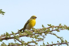 Crithagra dorsostriata