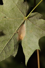 Phyllonorycter joannisi