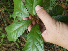 Sterculia rubiginosa
