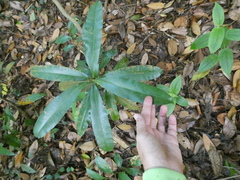 Calophyllum wallichianum