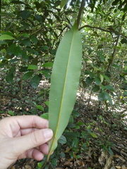 Calophyllum wallichianum
