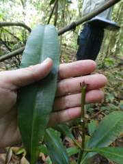 Calophyllum wallichianum