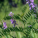 Vicia tenuifolia - Photo (c) Igor, μερικά δικαιώματα διατηρούνται (CC BY-NC), uploaded by Igor