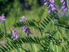 Fine-leaved Vetch - Photo (c) Igor, some rights reserved (CC BY-NC), uploaded by Igor