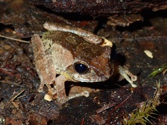 Philautus everetti