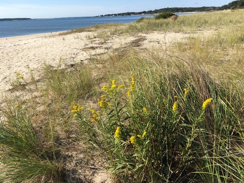 Solidago sempervirens iNat (3)
