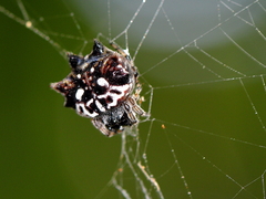 Gasteracantha sacerdotalis