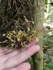 Baccaurea parviflora