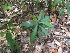 Ardisia sanguinolenta