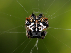 Gasteracantha sacerdotalis