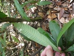 Ardisia sanguinolenta
