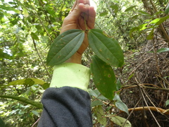 Pternandra coerulescens