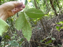 Pternandra coerulescens