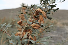 Halimodendron halodendron