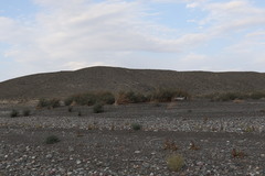 Halimodendron halodendron