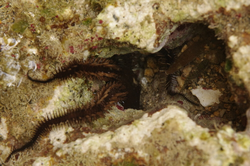 Ophiocoma echinata
