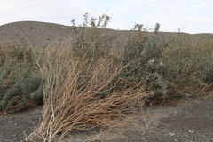 Halimodendron halodendron