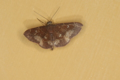 Eustrotia ora