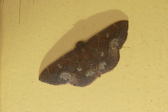 Eustrotia ora