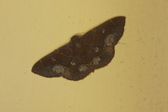 Eustrotia ora